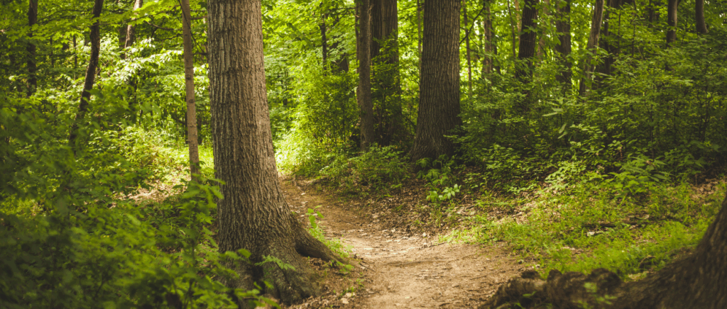 A dirt path winds through a dense, green forest with tall trees and lush undergrowth on a sunny day.