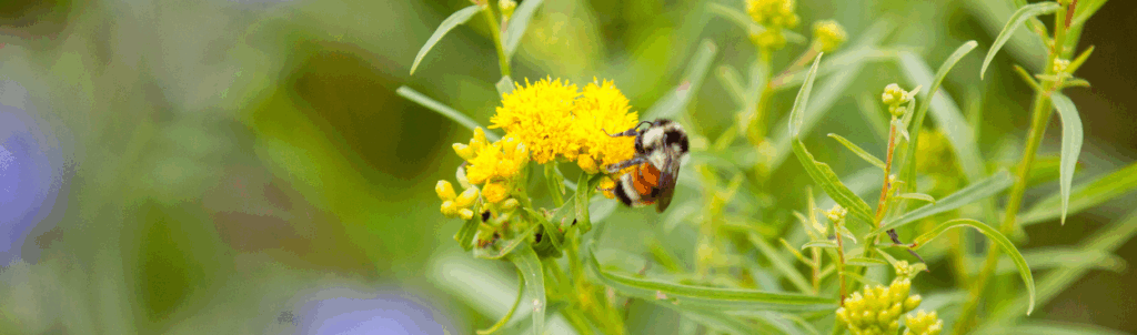 A bee collects nectar from a cluster of small yellow flowers, surrounded by green foliage with a blurred background.
