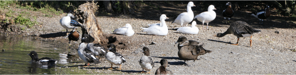 A group of ducks and geese gather on the shore by the water, with some standing on land and others in the shallow edge of the pond.